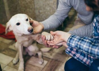 EL SENADOR ENRICO, LA COMUNA Y LA PROTECTORA CANINA DE SANTA ISABEL TRABAJAN JUNTOS PARA MEJORAR EL PRESENTE DE LOS PERROS