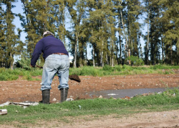 SATA ISABEL: PLANTACIÓN DE ÁLAMOS