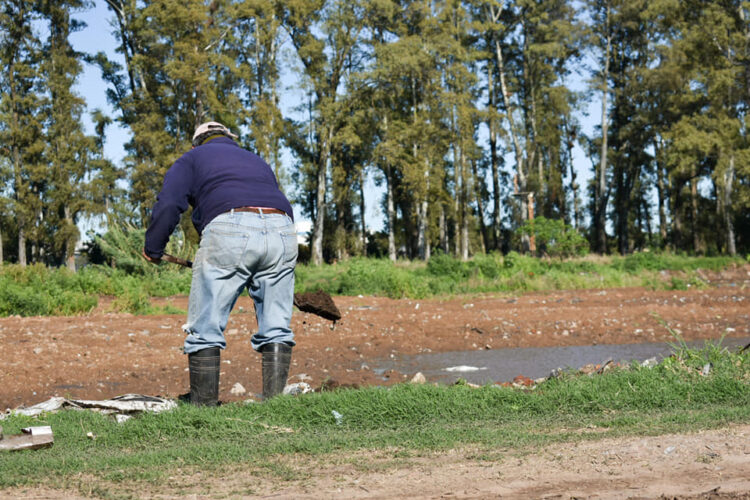 SATA ISABEL: PLANTACIÓN DE ÁLAMOS