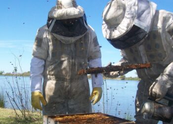 SANTA FE SE CONSOLIDA COMO LA SEGUNDA PROVINCIA QUE MÁS MIEL ORGÁNICA PRODUCE