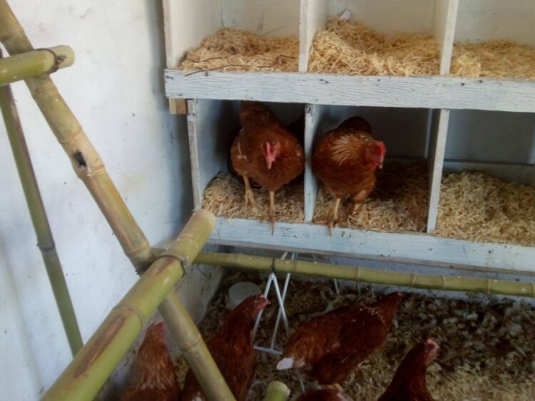 VEDIA: Arranca la postura de huevos en el sector granja avícola del Vivero Municipal “El Colibrí”