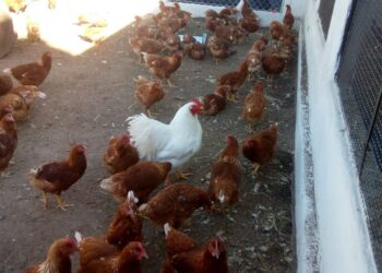 VEDIA: Arranca la postura de huevos en el sector granja avícola del Vivero Municipal “El Colibrí”