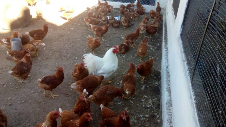 VEDIA: Arranca la postura de huevos en el sector granja avícola del Vivero Municipal “El Colibrí”