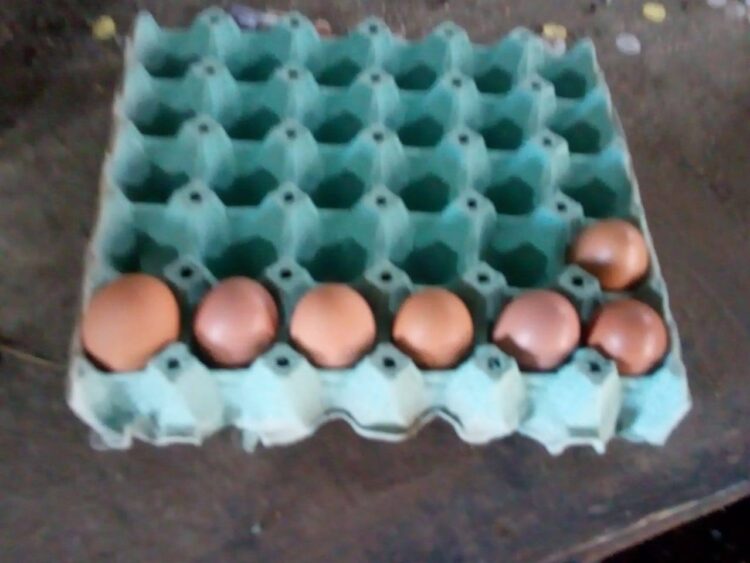 VEDIA: Arranca la postura de huevos en el sector granja avícola del Vivero Municipal “El Colibrí”