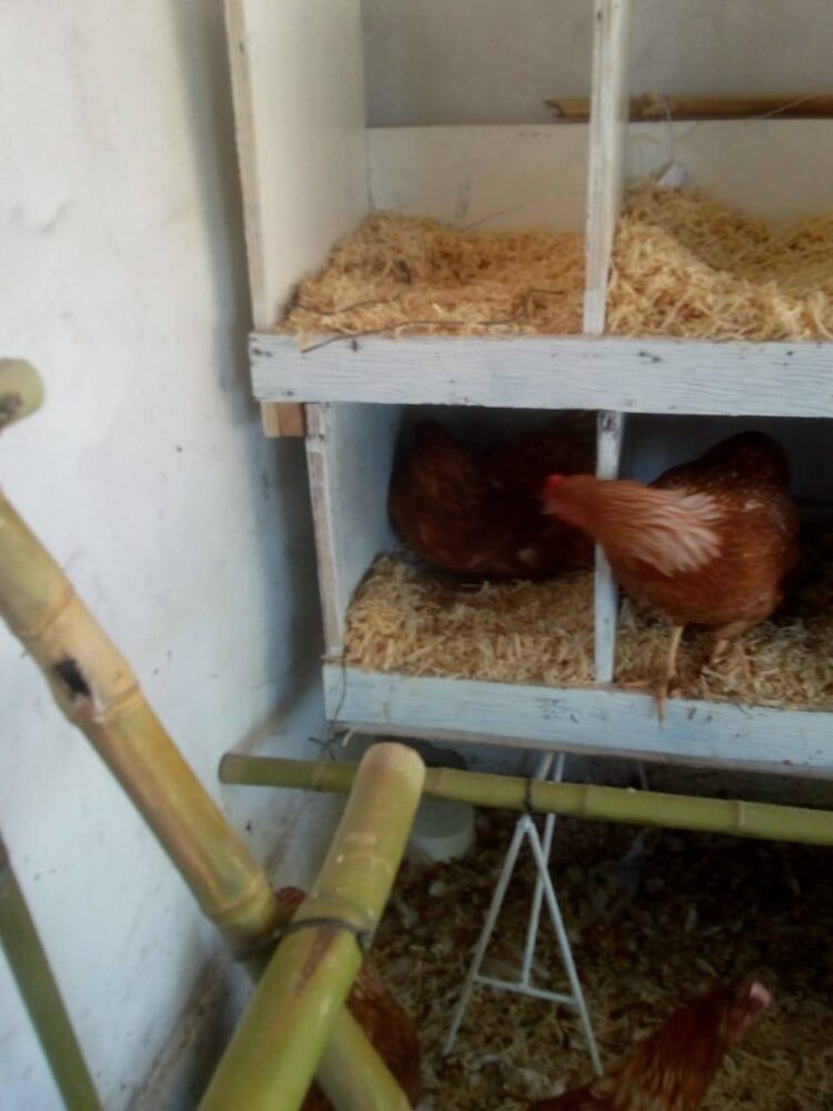 VEDIA: Arranca la postura de huevos en el sector granja avícola del Vivero Municipal “El Colibrí”