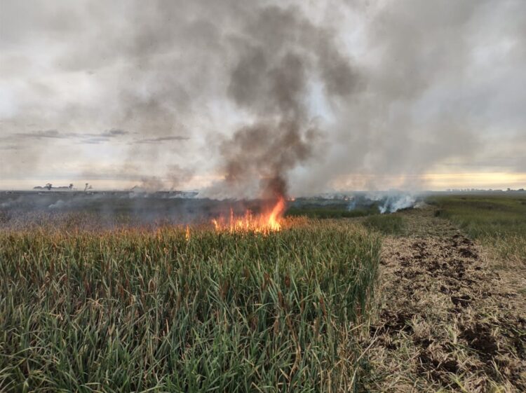 TEODELINA ; BOMBEROS INFORMA SALIDA POR INCENDIO DE CAÑADA
