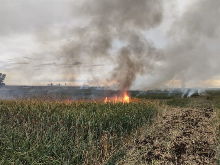 TEODELINA ; BOMBEROS INFORMA SALIDA POR INCENDIO DE CAÑADA
