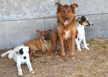 VILLA CAÑAS :   PRIMERA JORNADA DEL AÑO DE CASTRACIÓN CANINA