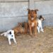 VILLA CAÑAS :   PRIMERA JORNADA DEL AÑO DE CASTRACIÓN CANINA VILLA CAÑAS :   PRIMERA JORNADA DEL AÑO DE CASTRACIÓN CANINA