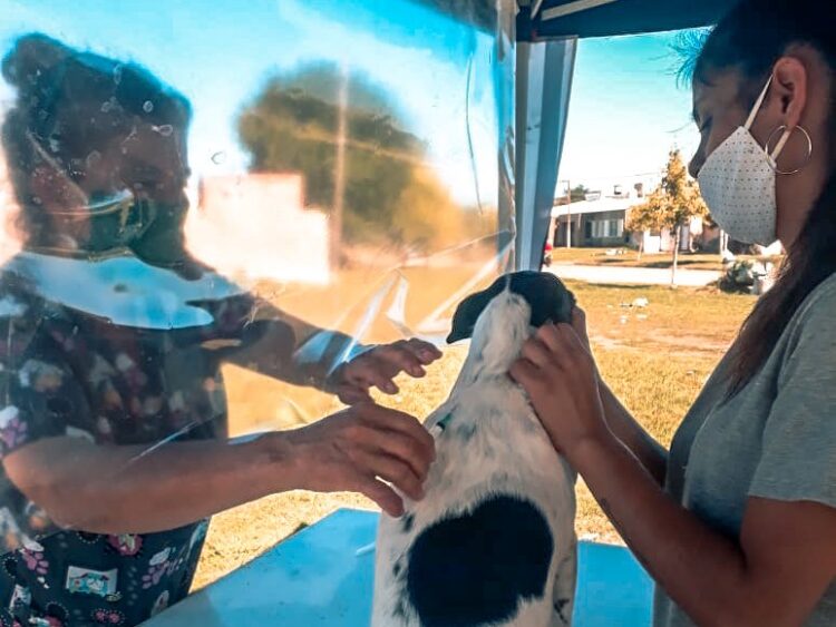 TEODELINA 𝗦𝗔𝗟𝗨𝗗 𝗔𝗡𝗜𝗠𝗔𝗟 | 𝗘𝗫𝗜𝗧𝗢𝗦𝗔 𝗝𝗢𝗥𝗡𝗔𝗗𝗔 𝗗𝗘 𝗩𝗔𝗖𝗨𝗡𝗔𝗖𝗜𝗢𝗡 𝗔𝗡𝗧𝗜𝗥𝗥𝗔𝗕𝗜𝗖𝗔 