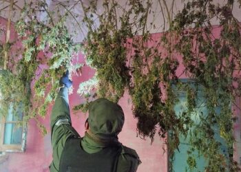 ALLANAMIENTO EN UN CAMPO DE MAGGIOLO Y EN VENADO TUERTO POR CULTIVO DE MARIHUANA