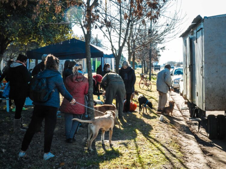 TEODELINA : 𝗖𝗔𝗦𝗧𝗥𝗔𝗖𝗜𝗢𝗡 𝗠𝗔𝗦𝗜𝗩𝗔 | 𝟴𝟱 𝗔𝗡𝗜𝗠𝗔𝗟𝗘𝗦 𝗘𝗦𝗧𝗘𝗥𝗜𝗟𝗜𝗭𝗔𝗗𝗢𝗦 