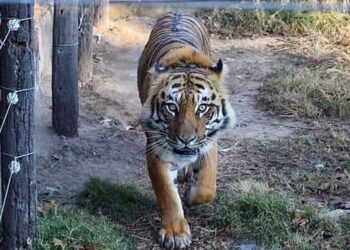 GENDARMERÍA RESCATÓ A UN TIGRE DE BENGALA Y UNA LEONA EN UN CAMPO DE MAGGIOLO