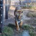 GENDARMERÍA RESCATÓ A UN TIGRE DE BENGALA Y UNA LEONA EN UN CAMPO DE MAGGIOLO