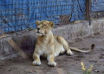 PEDIDO DE ACLARACIÓN DEL DUEÑO DEL CAMPO DONDE HAY UN TIGRE Y UNA LEONA