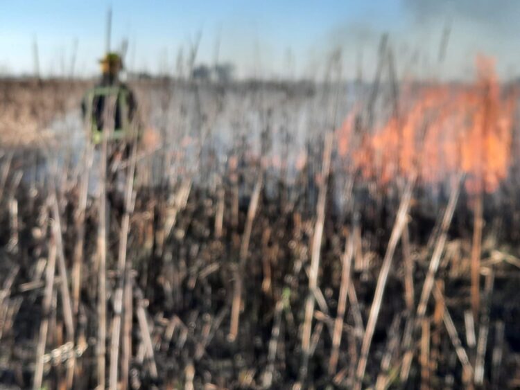 TEODELINA: INCENDIO DE CAMPO A LA ALTURA DE CAMPO SAN TEÓFILO.