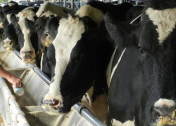 LA PROVINCIA DE SANTA FE  Y LA NACIÓN TRABAJAN EN CONJUNTO PARA FOMENTAR EL DESARROLLO DE LOS PEQUEÑOS TAMBOS