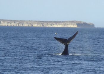 Puerto Madryn inauguró la temporada de ballenas, un espectáculo conmovedor y de atractivo turístico