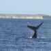 Puerto Madryn inauguró la temporada de ballenas, un espectáculo conmovedor y de atractivo turístico Puerto Madryn inauguró la temporada de ballenas, un espectáculo conmovedor y de atractivo turístico