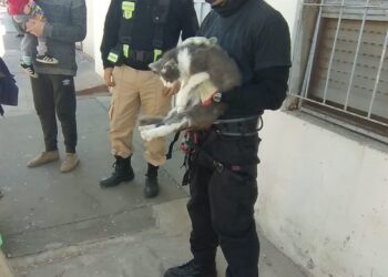 DIRECCIÓN GENERAL DE BOMBEROS  RESCATE DE FELINO DE LA PARTE MÁS ALTA DE LA COPA DE UN ÁRBOL
