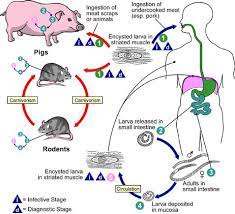 Villa Cañás: Confirman varios casos de triquinosis en una familia y podría propagarse