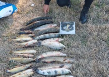 PESCADOR IDENTIFICADO POR OBTENER ILEGALMENTE PIEZAS DE DIVERSAS  ESPECIES