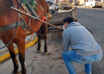 DIRECCIÓN GENERAL POLICÍA COMUNITARIA  RESCATE ANIMAL EN SANTA FE: UNA YEGUA PREÑADA Y UN CABALLO EN MAL ESTADO