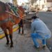 DIRECCIÓN GENERAL POLICÍA COMUNITARIA  RESCATE ANIMAL EN SANTA FE: UNA YEGUA PREÑADA Y UN CABALLO EN MAL ESTADO