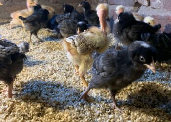 GENERAL ARENALES : PROGRAMA DE IMPULSO A LAS PRODUCCIONES ALTERNATIVAS