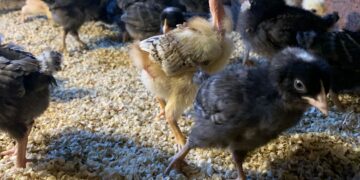 GENERAL ARENALES : PROGRAMA DE IMPULSO A LAS PRODUCCIONES ALTERNATIVAS GENERAL ARENALES : PROGRAMA DE IMPULSO A LAS PRODUCCIONES ALTERNATIVAS