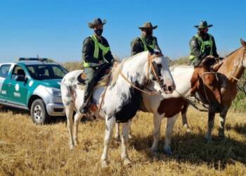 EN OCTUBRE LOS PUMAS REALIZARON MÁS DE 500 PROCEDIMIENTOS POR DELITOS RURALES
