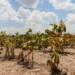 LA NACIÓN HOMOLOGÓ LA EMERGENCIA AGROPECUARIA PARA SANTA FE LA NACIÓN HOMOLOGÓ LA EMERGENCIA AGROPECUARIA PARA SANTA FE
