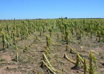 VILLA CAÑAS : CONVOCATORIA A PRODUCTORES AGROPECUARIOS