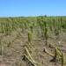 VILLA CAÑAS : CONVOCATORIA A PRODUCTORES AGROPECUARIOS VILLA CAÑAS : CONVOCATORIA A PRODUCTORES AGROPECUARIOS