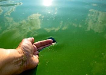 JUNIN : Alerta roja por la presencia de cianobacterias en la Laguna de Gómez