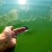 JUNIN : Alerta roja por la presencia de cianobacterias en la Laguna de Gómez JUNIN : Alerta roja por la presencia de cianobacterias en la Laguna de Gómez