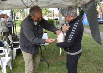 VILLA CAÑAS : DÍA DEL ANIMAL: JORNADA DE VACUNACIÓN ANTIRRÁBICA Y ADOPCIONES