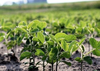 Tras tocar su valor más alto en casi una década, la soja cerró en US$ 639,34 en Chicago