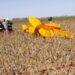 TRAGEDIA EN CHAÑAR LADEADO: CAYÓ UNA AVIONETA Y MURIÓ EL PILOTO