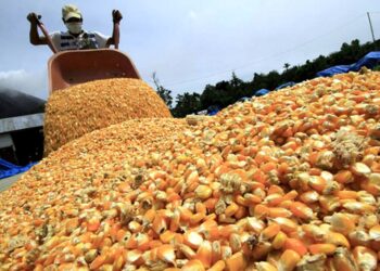 Establecieron el procedimiento para compensar a productores de soja y maíz