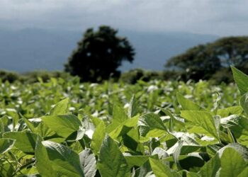 Las lluvias mejoraron las perspectivas sojeras en Santa Fe