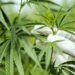 CARMEN: HALLARON 25 PLANTAS DE CANNABIS EN UN CAMPO CARMEN: HALLARON 25 PLANTAS DE CANNABIS EN UN CAMPO