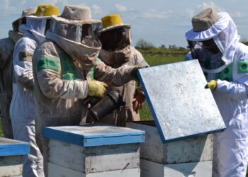 EMERGENCIA AGROPECUARIA: LA PROVINCIA INFORMÓ QUE LOS PRODUCTORES APÍCOLAS PUEDEN GESTIONAR EL CERTIFICADO