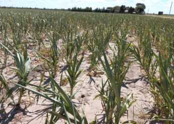 LA PROVINCIA INSTRUMENTA UNA ASISTENCIA FINANCIERA DE 0 MILLONES PARA PRODUCTORES AGROPECUARIOS AFECTADOS POR LA SEQUÍA