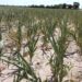 LA PROVINCIA INSTRUMENTA UNA ASISTENCIA FINANCIERA DE 0 MILLONES PARA PRODUCTORES AGROPECUARIOS AFECTADOS POR LA SEQUÍA LA PROVINCIA INSTRUMENTA UNA ASISTENCIA FINANCIERA DE 0 MILLONES PARA PRODUCTORES AGROPECUARIOS AFECTADOS POR LA SEQUÍA