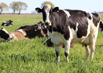 SANTA FE, CÓRDOBA Y ENTRE RÍOS LE PIDIERON A NACIÓN QUE DECLARE A LA LECHERÍA COMO ECONOMÍA REGIONAL