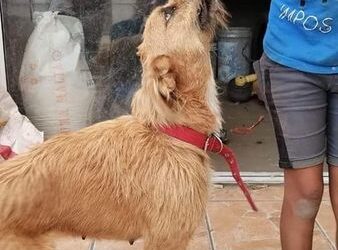 VENADO TUERTO  UN AÑO DE APORTE DE ALIMENTO AL IMUSCA, PARA LA MUJER QUE GOLPEÓ A LA PERRA LOLA