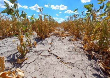 LA PROVINCIA ABRIÓ LA REINSCRIPCIÓN PARA PRODUCTORES CON CERTIFICADO DE EMERGENCIA AGROPECUARIA AFECTADOS POR LA SEQUÍA