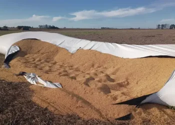 Villa Cañás: prisión preventiva para un hombre que es investigado por robar granos de soja