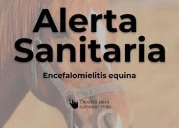 TEODELINA: 𝗘𝗡𝗖𝗘𝗙𝗔𝗟𝗢𝗠𝗜𝗘𝗟𝗜𝗧𝗜𝗦 𝗘𝗤𝗨𝗜𝗡𝗔 |  Alerta sanitaria por un virus que afecta a caballos y puede transmitirse a los humanos.